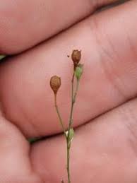 Image result for Schwenckia