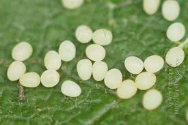 Image result for Pelurga comitata