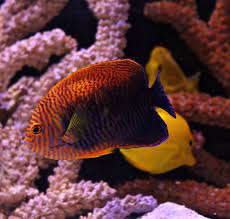 Dwarf Angels Are They Reef Safe Saltwateraquarist Com