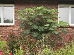 Image result for Manihot grahamii