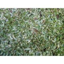 Gajah mini varigata (gajah mini putih), rumput jepang. Rumput Gajah Mini Putih Variegata Varigata Shopee Indonesia