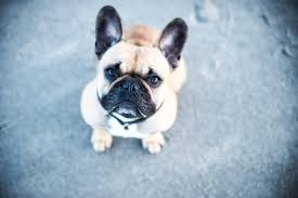 The french bulldog is a small breed of domestic dog. The Most Common French Bulldog Allergies And How To Treat Them