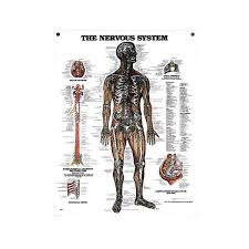 peter bachin anatomical chart series nervous system