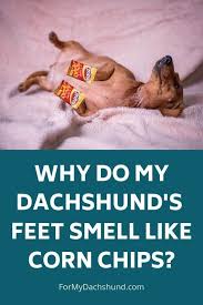 Do Your Dachshund S Feet Smell Like Corn Chips Find Out Why They Smell Like Fritos How To Minimize It If It Grosses You Ou Feet Smelling Dachshund Dog Smells