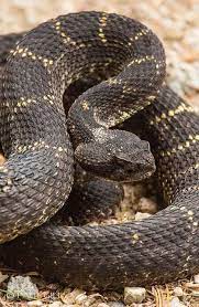 Arizona Black Rattlesnake Snake Venom Beautiful Snakes Rattlesnake