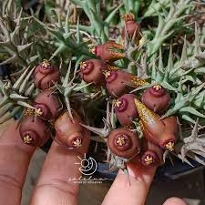 Image result for Orbea umbracula