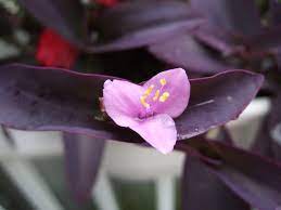 Native plants for a cape cod garden. Purple Passion Cape Cod Flower Power Purple Flowers