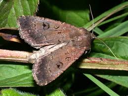 Image result for Graphiphora augur