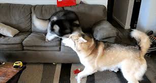 Check spelling or type a new query. Gonetothesnowdogs Tumblr Posts Tumbral Com
