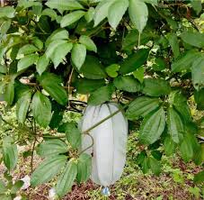 Image result for Sarcophrynium brachystachyum