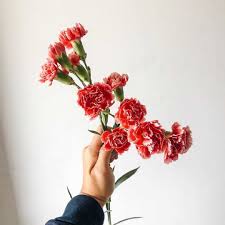 Pin On Flowers