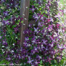 Check spelling or type a new query. Sweet Summer Love Clematis X Proven Winners