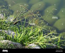 Image result for Eriochloa procera