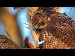Youtube Red Tailed Hawk Civics Lessons Fox Squirrel