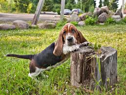 Image result for basset hound
