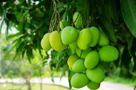 Image result for Mangifera