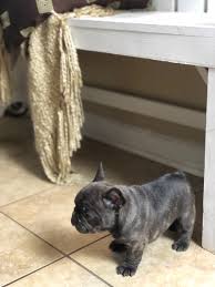 Akc purebred french bulldog puppies for sale with one year health guarantee 50% off now. Available Puppies Alabama Frenchies