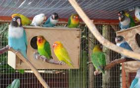 Disisi lain, apabila memelihara lovebird untuk diternakkan, maka kandang menjadi faktor penentu keberhasilan dari peternakan lovebird ini. 7 Jenis Glodok Lovebird Yang Produktif Dan Unik Burungnya Com