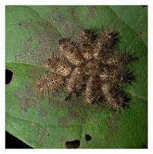 Image result for Oncocalyx bolusii