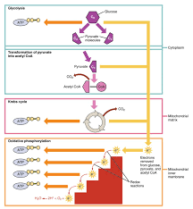 Carbohydrate Metabolism Anatomy And Physiology Ii