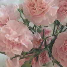 Pinterest Flowerlake Flower Aesthetic Beautiful Flowers Pretty Flowers