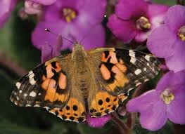 Bees Butterflies And Flowers Carolina Com Butterfly Woman Painting Life Stages