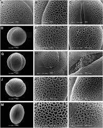 Image result for Antherothamnus