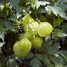 Image result for Cardiospermum