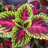 Joseph's coat plants make a wonderful accent in any garden setting and can even work well as showy houseplants. Joseph S Coat Our Plants Kaw Valley Greenhouses