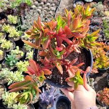 Image result for Crassula capitella