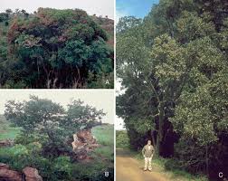 Image result for Olinia rochetiana