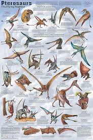 Pterosaurs Identification Chart Dinosaurs Prehistoric