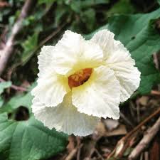 Image result for Berkheya zeyheri