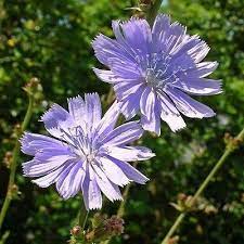 Chicory Herb Seeds Cichorium Intybus 200 Seeds Under The Sun Seeds 1 Plants Near Me Herb Seeds Edible Plants