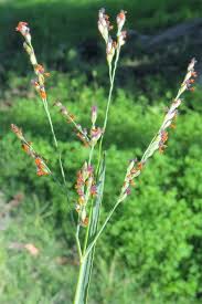 Image result for Panicum coloratum