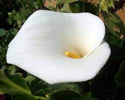 Calla Lily Arum Lily Zantedeschia Aethiopica Family Araceae Calla Lily Calla Lily Flowers Lily Plants