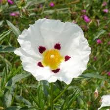Set aside at room temperature to thicken while you prepare the crust. Cistus Jenkyn Place Zistrose Vom Yuccashop