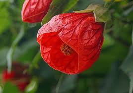 Image result for Abutilon longicuspe