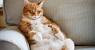 Fat Cat Sitting Up