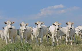 Brahman cattle are very different from angus cattle, just by looks alone! Chianina Cattle The Gentle White Italian Giant