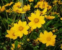 Coreopsis Auriculata Nana Dwarf Coreopsis Gopher Resistant Plants Cottage Garden Plants Sun Perennials