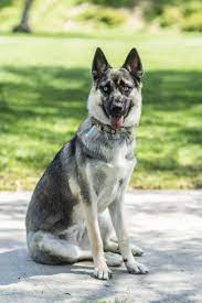 Todo Lo Que Necesitas Saber Sobre La Mezcla De Pastor Aleman Y Husky La Guia Definitiva Deutscher Schaeferhund Org