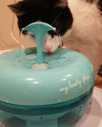 A switch to a shallower and wider dish may get your cat to drink more water. Tails Tips Cat Water Fountains Fancy Affordable