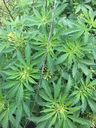 Image result for Cannabaceae