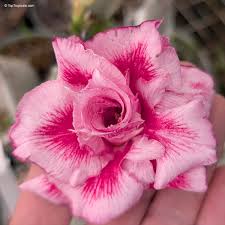 Image result for Adenium