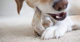 Real Bones May Not Be Appropriate For Pets Diamond Pet Foods