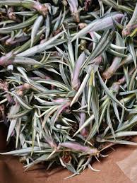 Image result for Furcraea