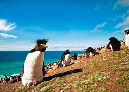 North american wii edition bundled with wii speak. Expedition Antarctica The Great Penguin Adventure 2021