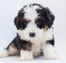 Puppies available, call now to discuss. Bernedoodle Dog Breed Info Pictures Personality Facts Doggie Designer