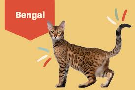 Bengals can either be spotted or marbled. Bengal Cat Breed Information Characteristics Daily Paws